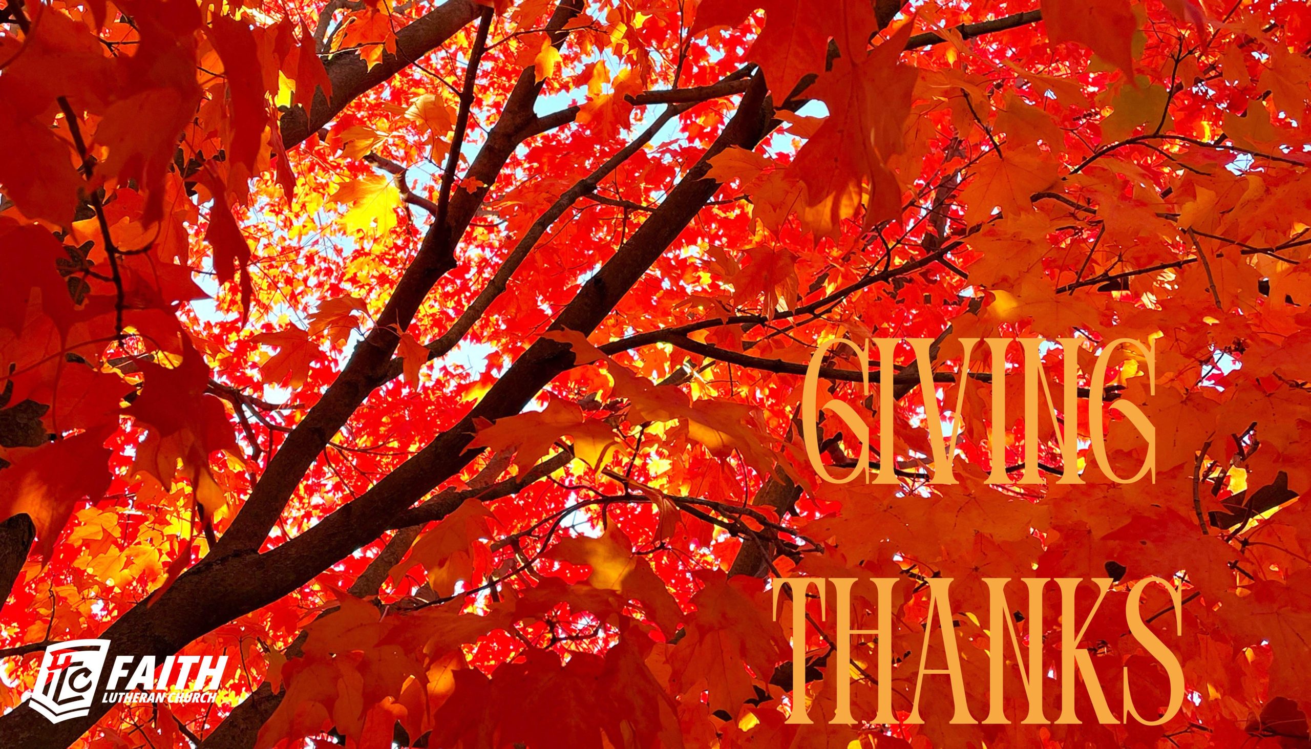 Thanksgiving text overlay on tree with read yellow orange leaves in Bloomington Illinois